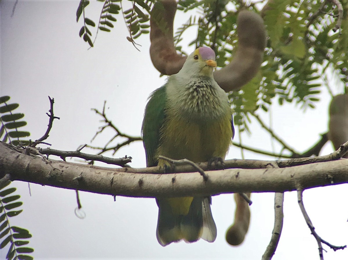 Raiatea Fruit-Dove - Brian Gibbons