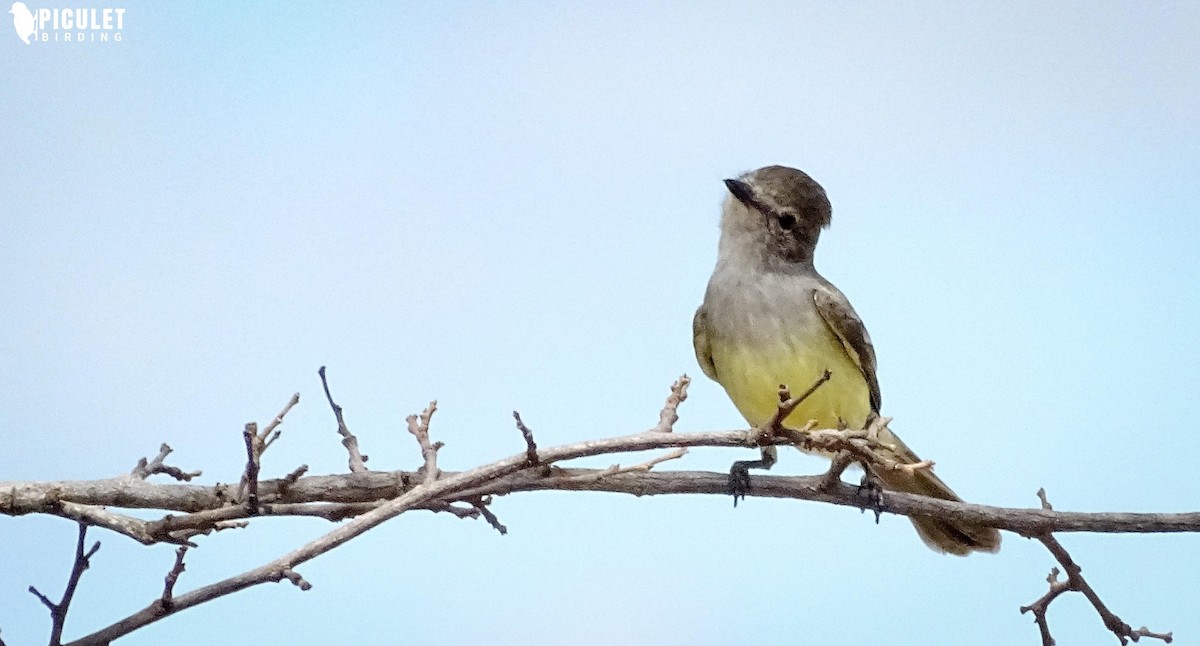 Northern Scrub-Flycatcher - ML168013911