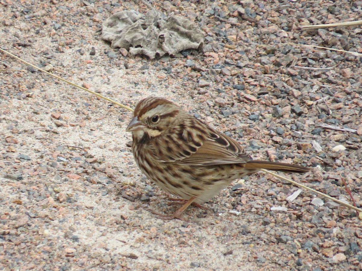 Song Sparrow - ML168014461