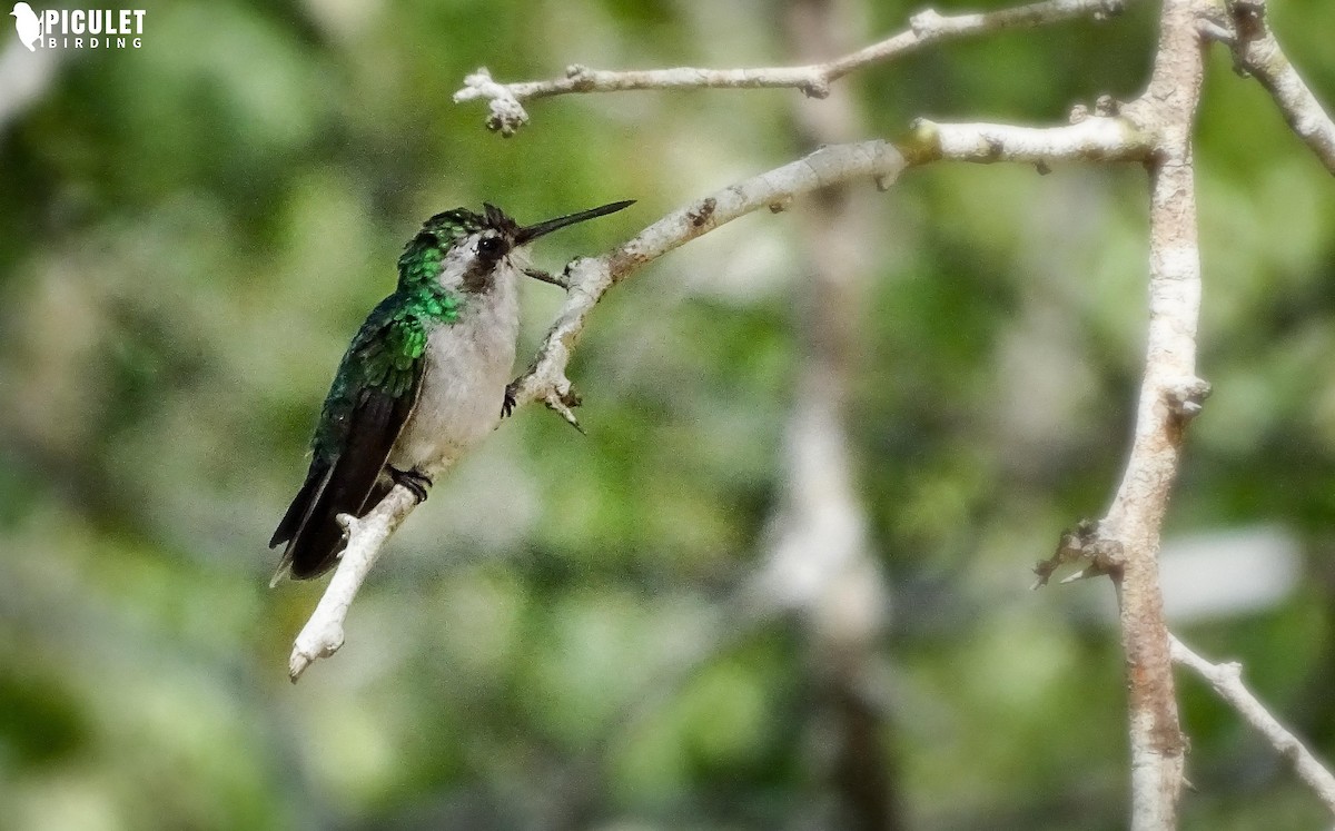 Red-billed Emerald - ML168014581