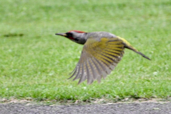 Japanese Woodpecker - ML168015111