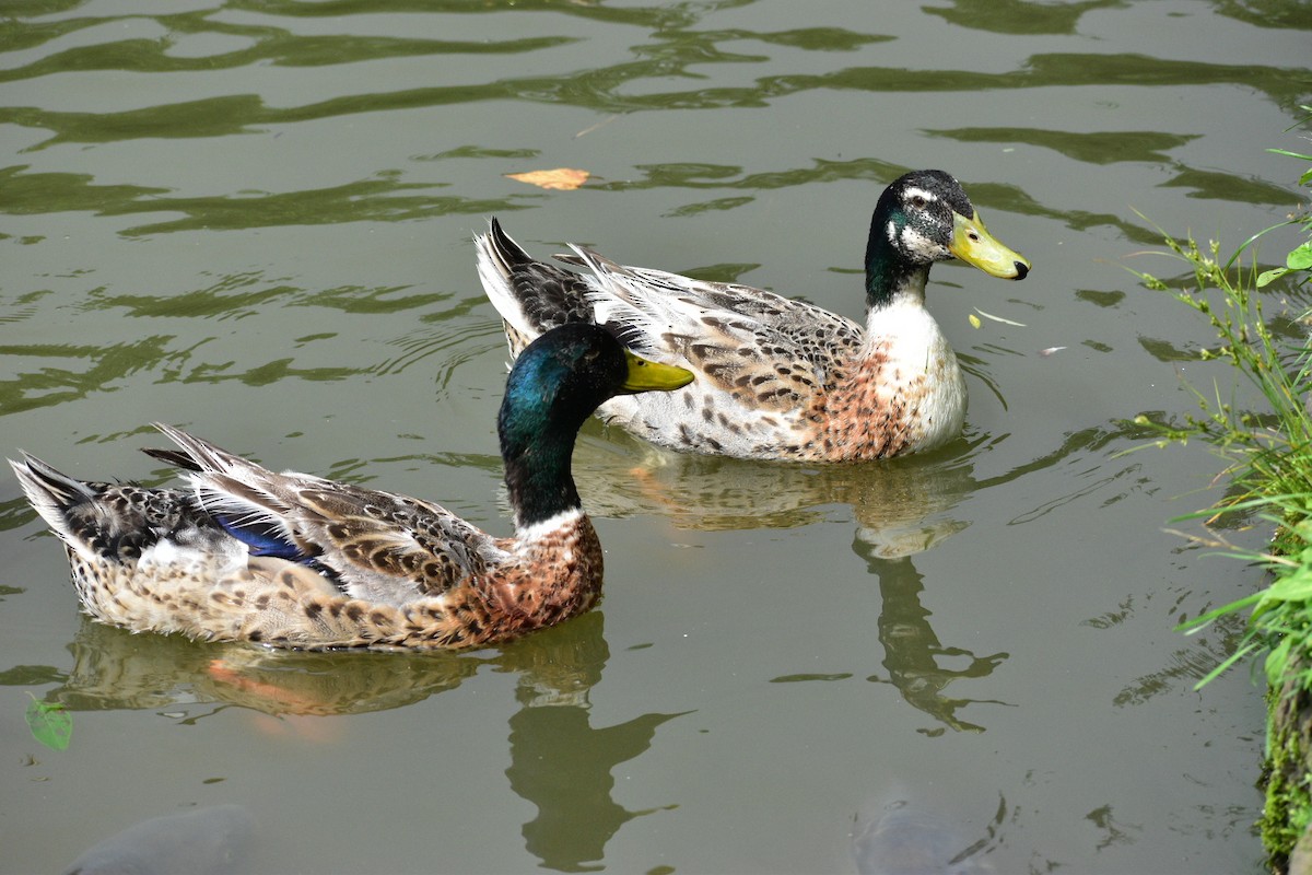 Mallard (Domestic type) - ML168015401