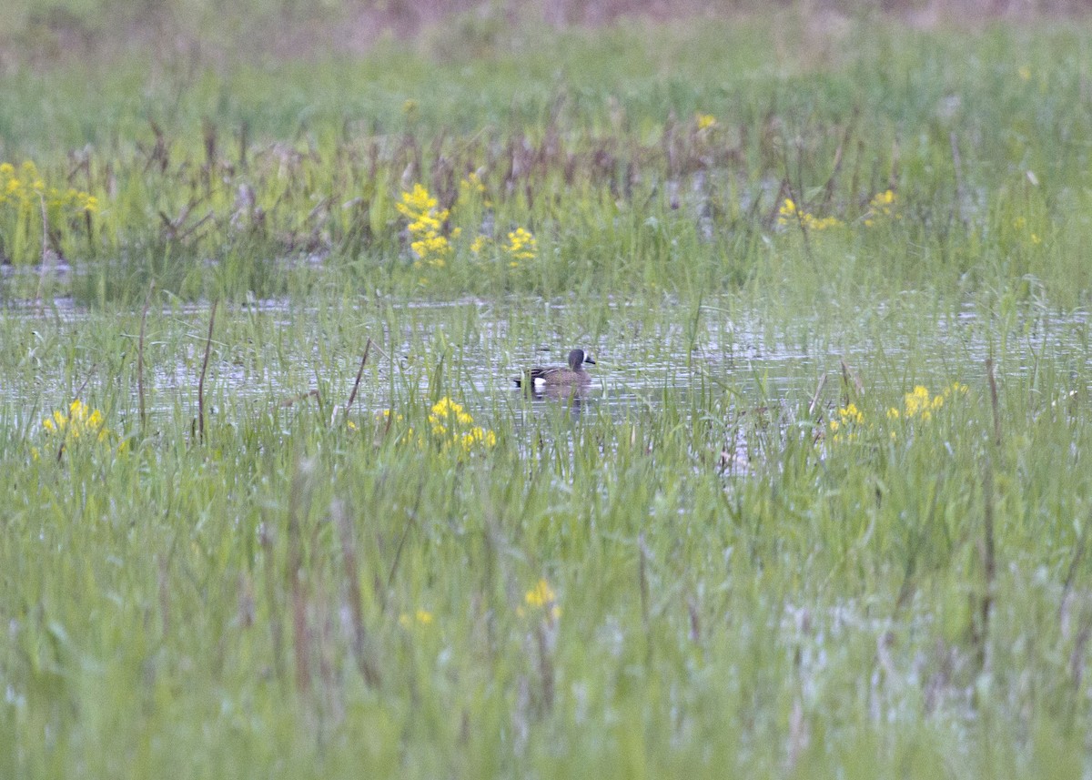 Blue-winged Teal - ML168015791