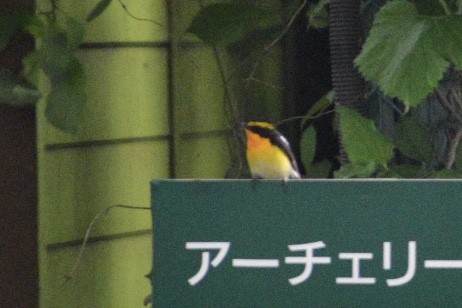 Narcissus Flycatcher - ML168015801