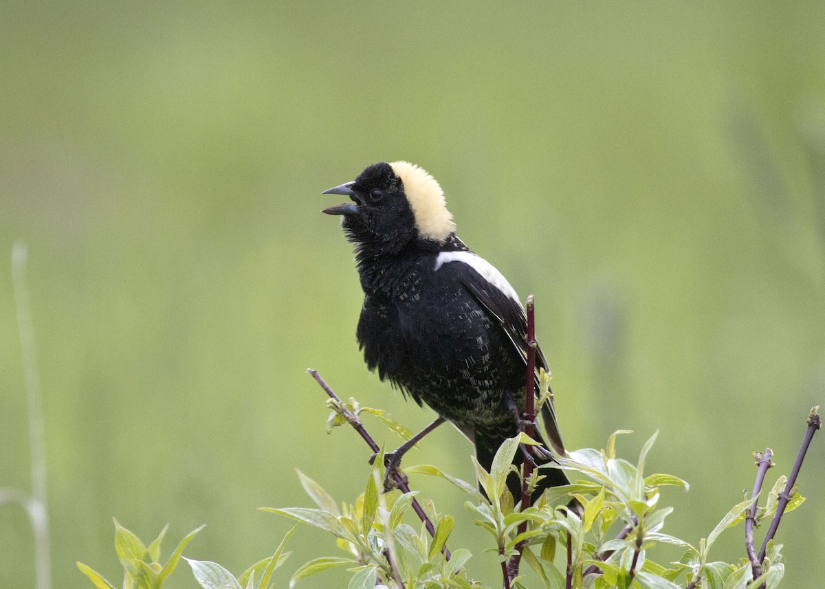 Bobolink - Brian Morse
