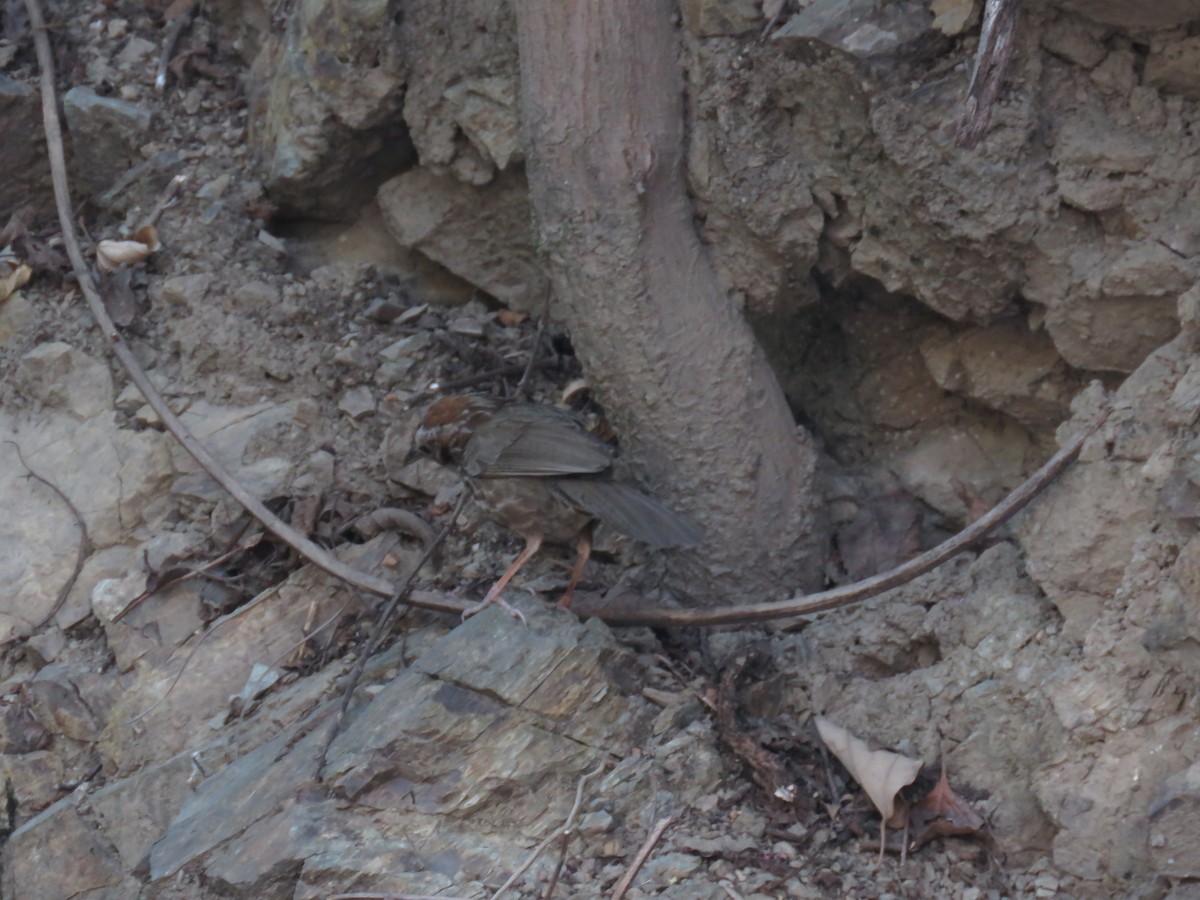 Puff-throated Babbler - ML168015881