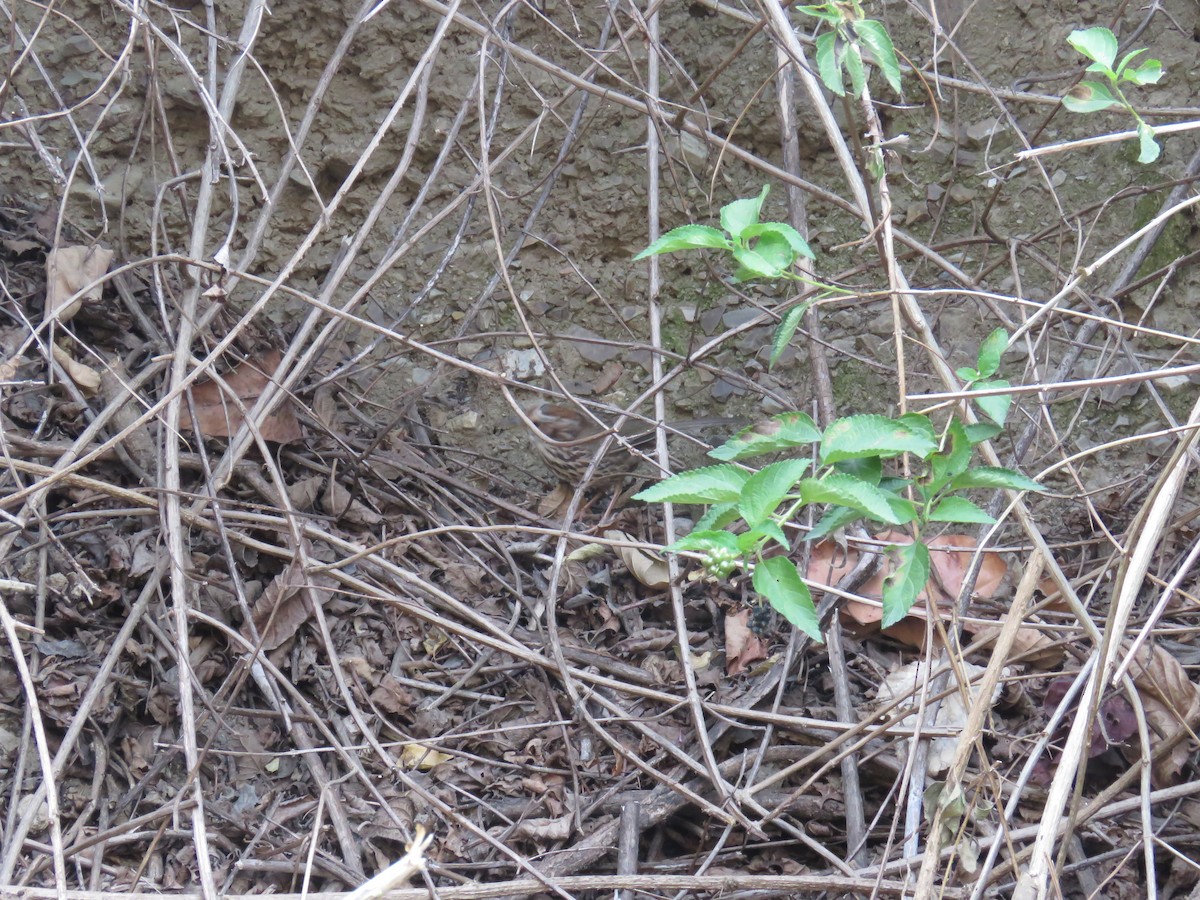 Puff-throated Babbler - ML168015901