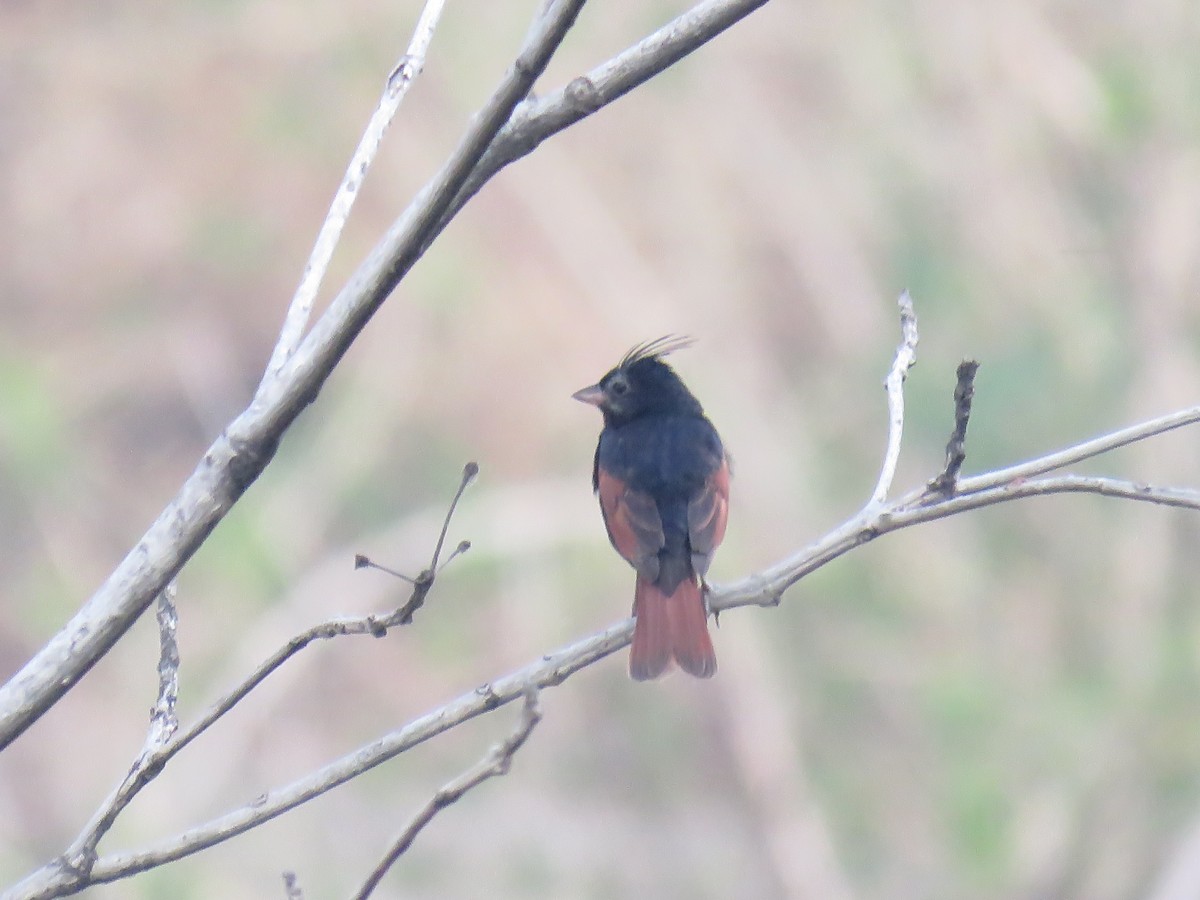 Crested Bunting - ML168016001