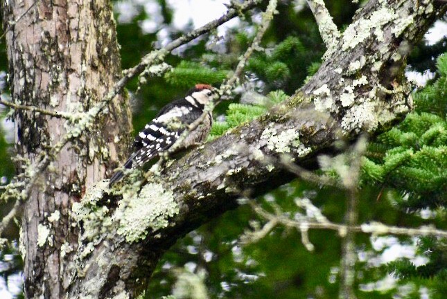 Great Spotted Woodpecker (japonicus) - ML168016561