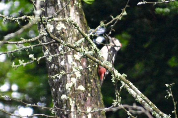 Great Spotted Woodpecker (japonicus) - ML168016601