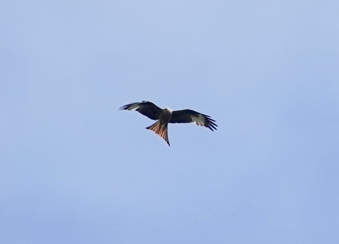 Red Kite (Red) - john bishop