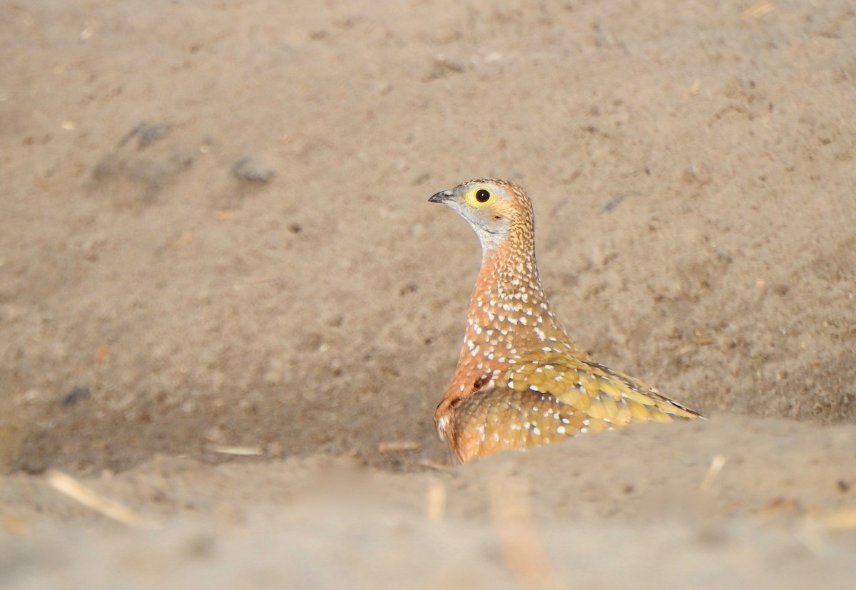 Burchell's Sandgrouse - ML168020091