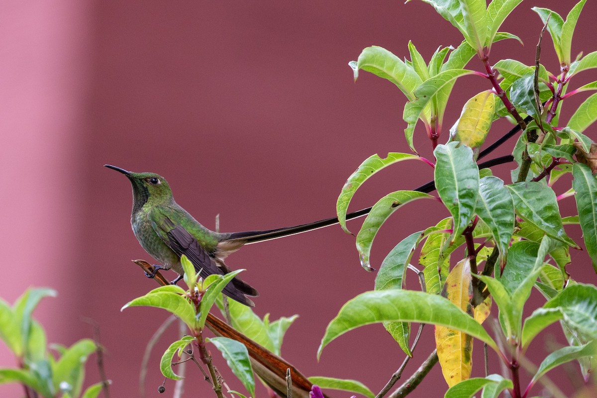 Black-tailed Trainbearer - Drew Weber