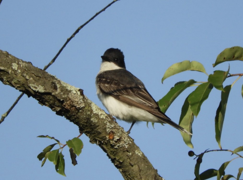 Eastern Kingbird - John Vassallo