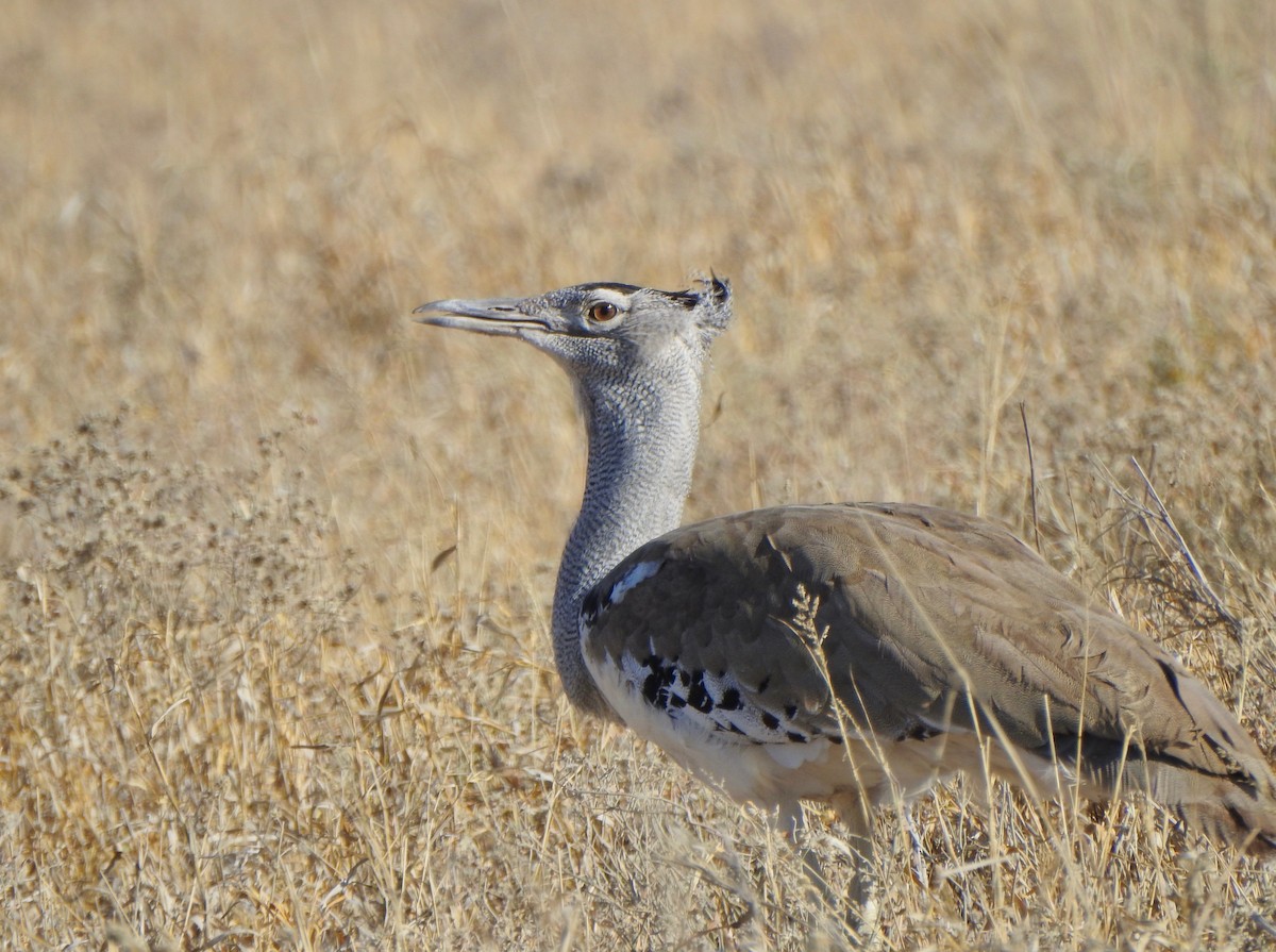 Kori Bustard - ML168020381