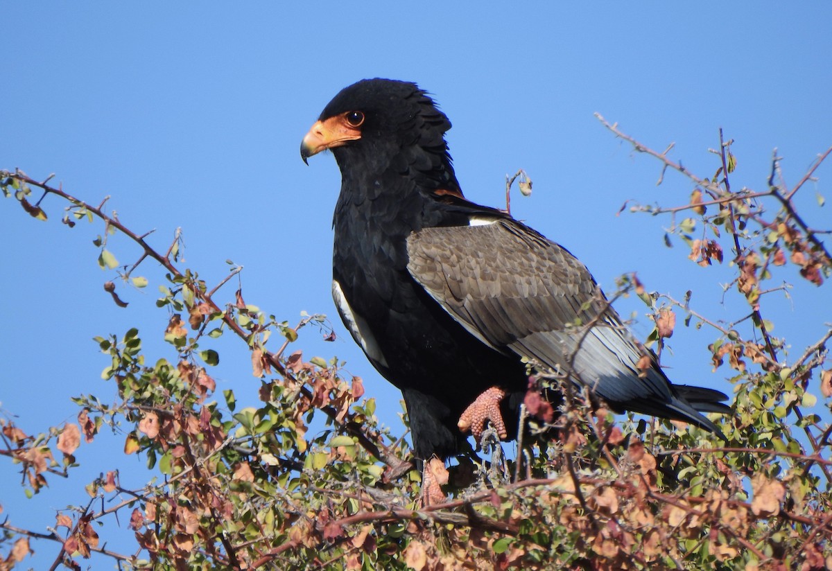 gjøglerørn - ML168020971