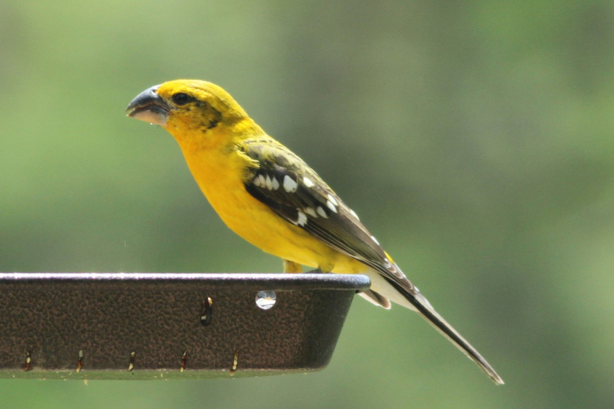 Yellow Grosbeak - ML168021761