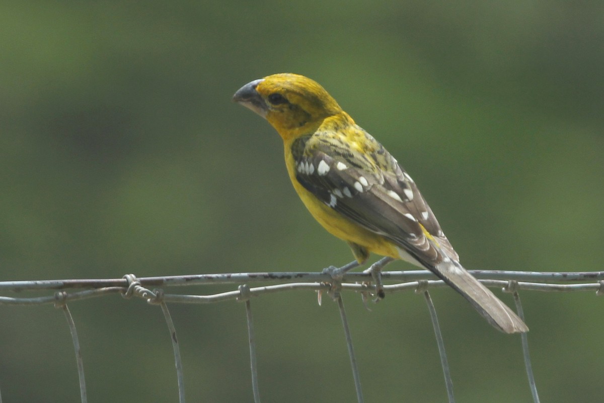 Yellow Grosbeak - ML168021781
