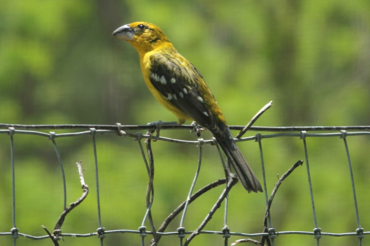 Yellow Grosbeak - ML168021791
