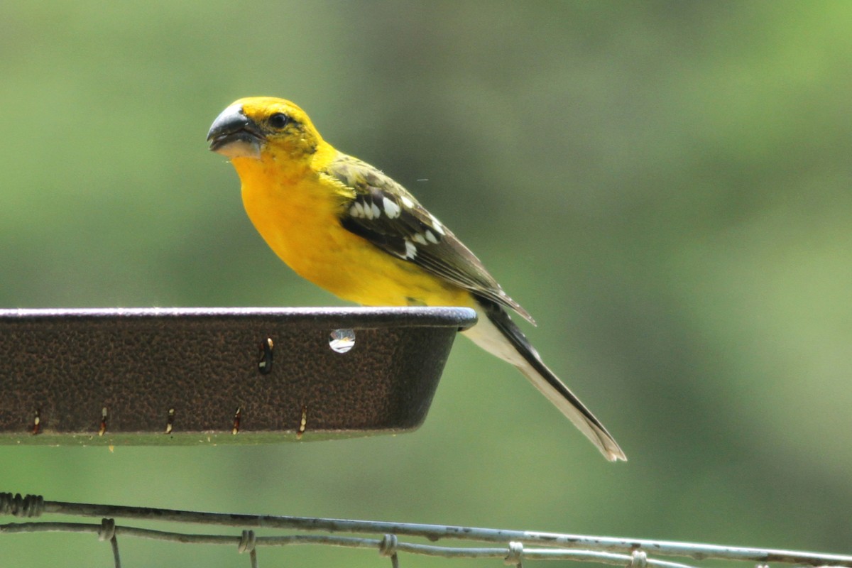 Yellow Grosbeak - ML168021801