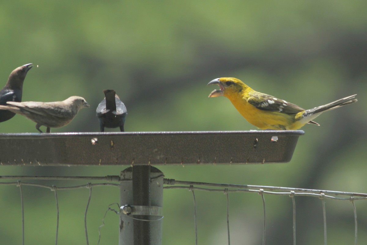 Yellow Grosbeak - ML168021811