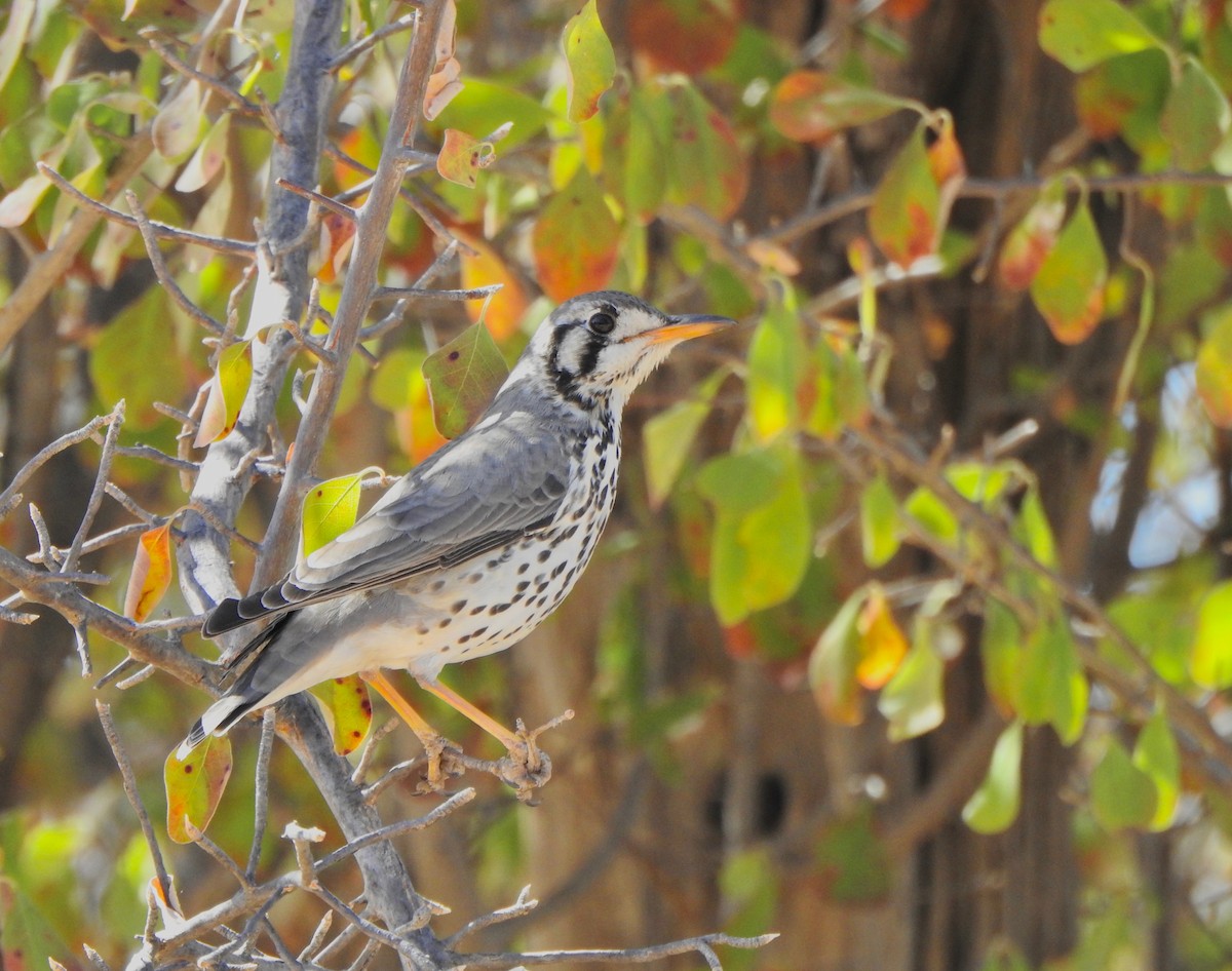 Groundscraper Thrush - Kalin Ocaña