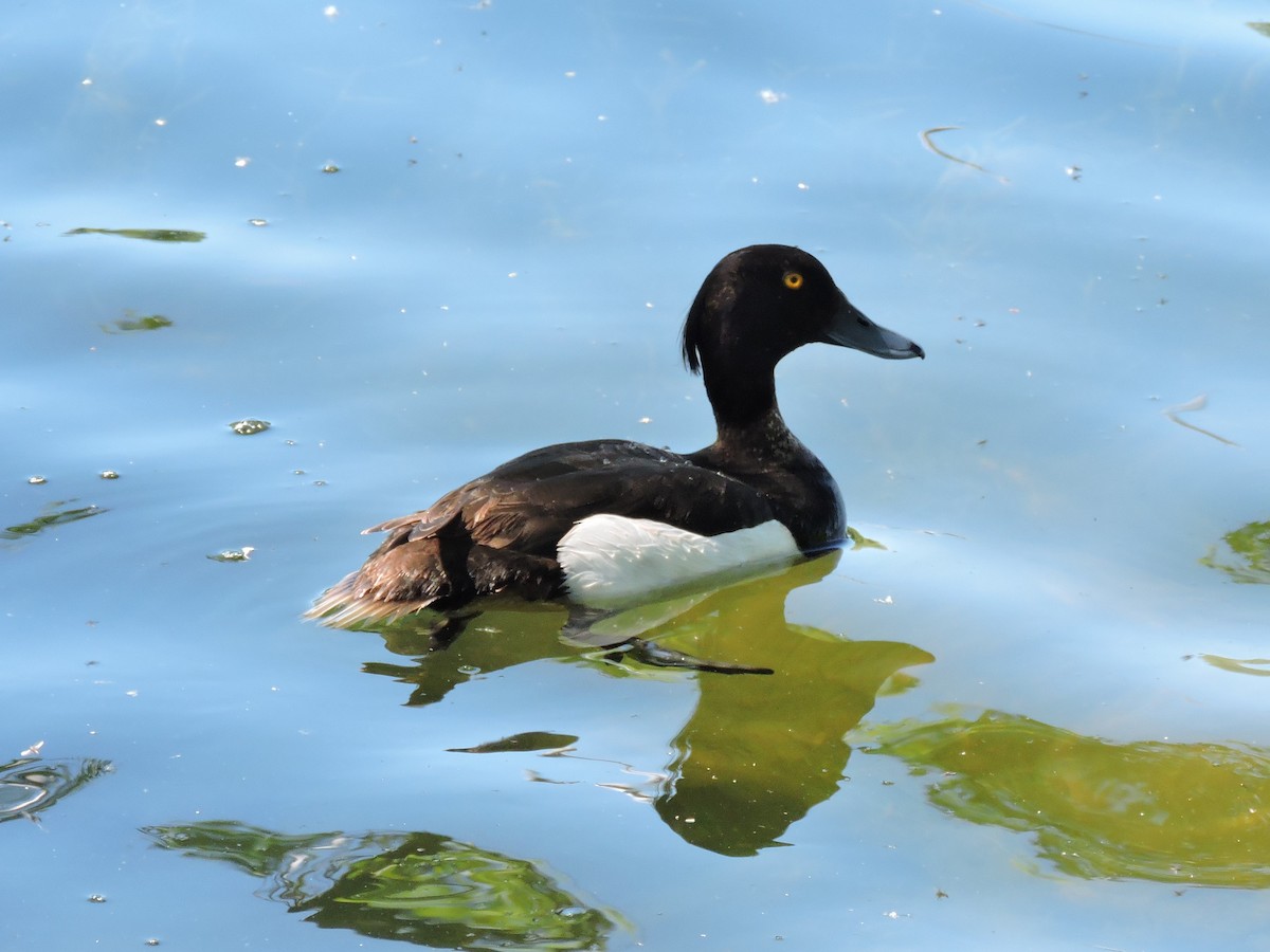 Tufted Duck - Boris Georgi