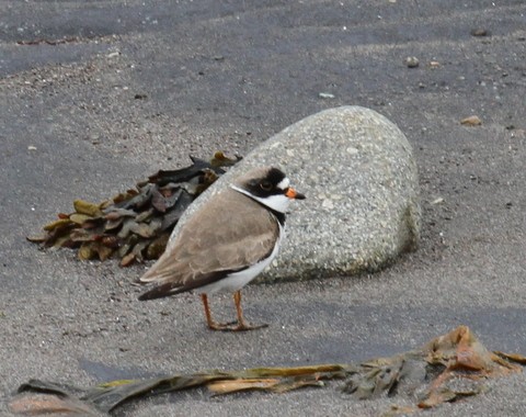 Semipalmated Plover - ML168022471