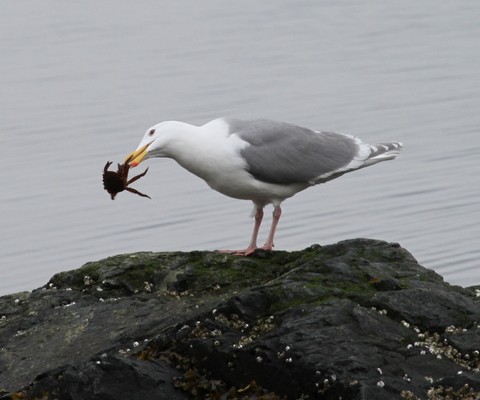 Glaucous-winged Gull - Franklin Haas