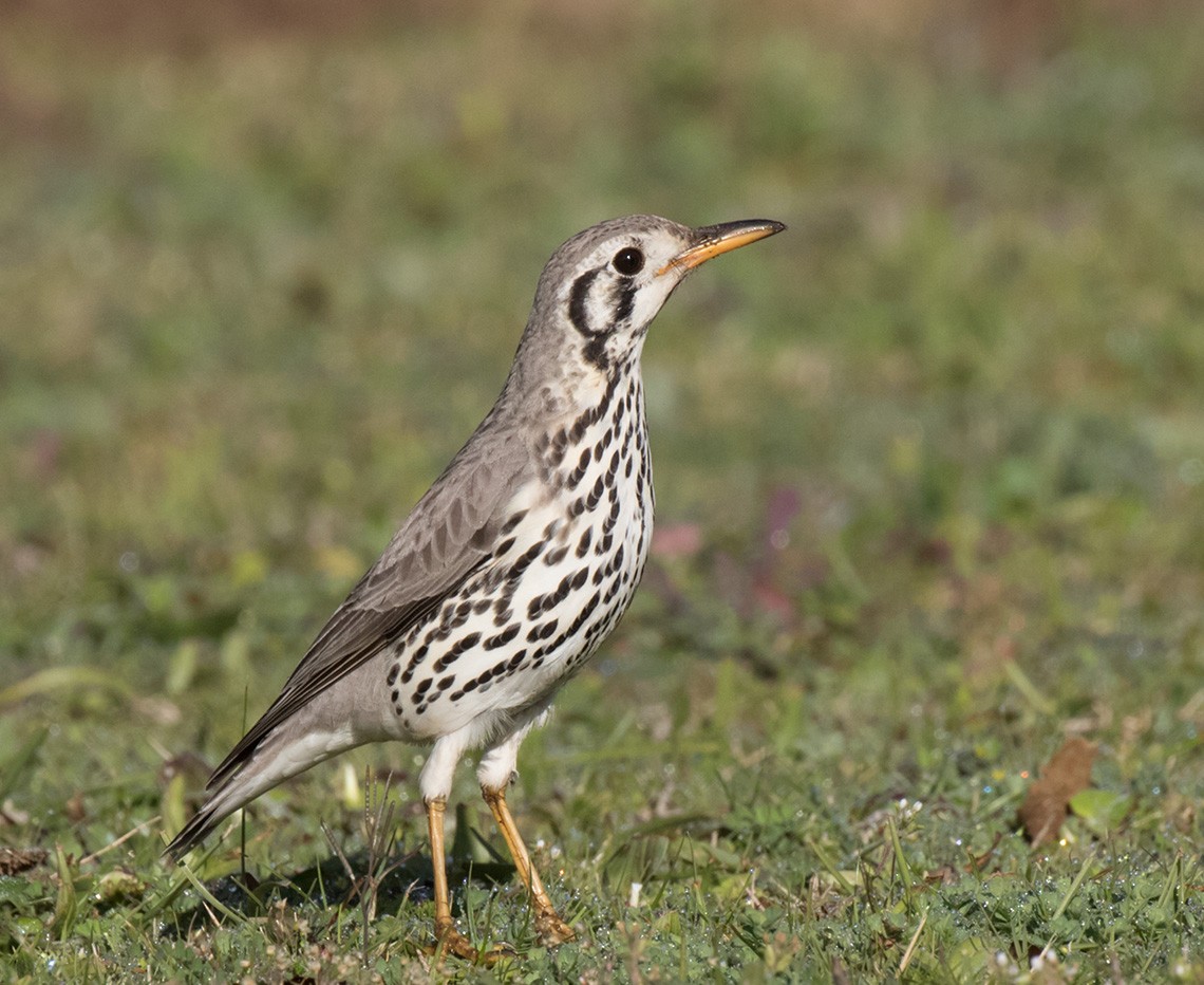 Groundscraper Thrush - ML168023261