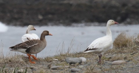 Snow Goose - Franklin Haas