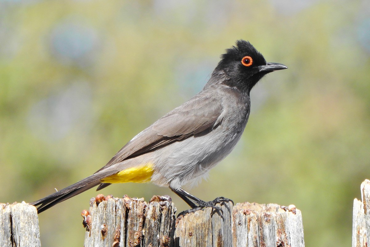 Black-fronted Bulbul - Kalin Ocaña