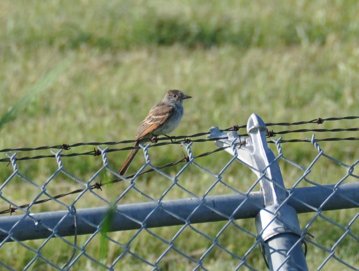 Ash-throated Flycatcher - ML168023731