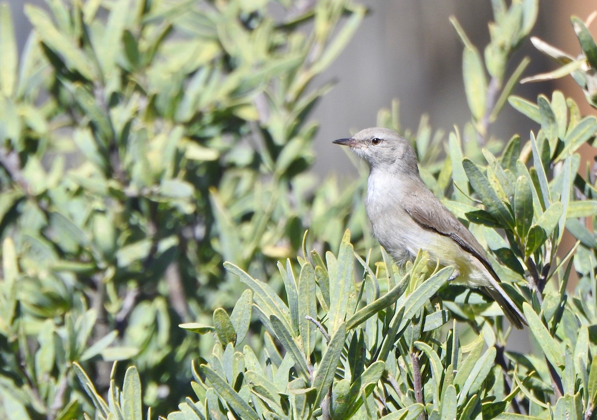 Yellow-bellied Eremomela - ML168023741