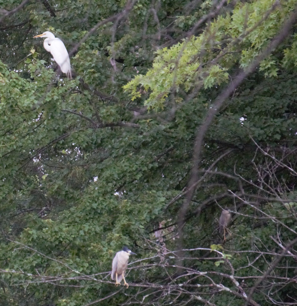 Black-crowned Night Heron - ML168023771