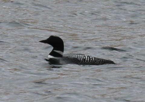 Common Loon - ML168024001