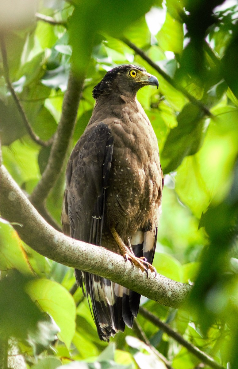 Crested Serpent-Eagle - ML168024791