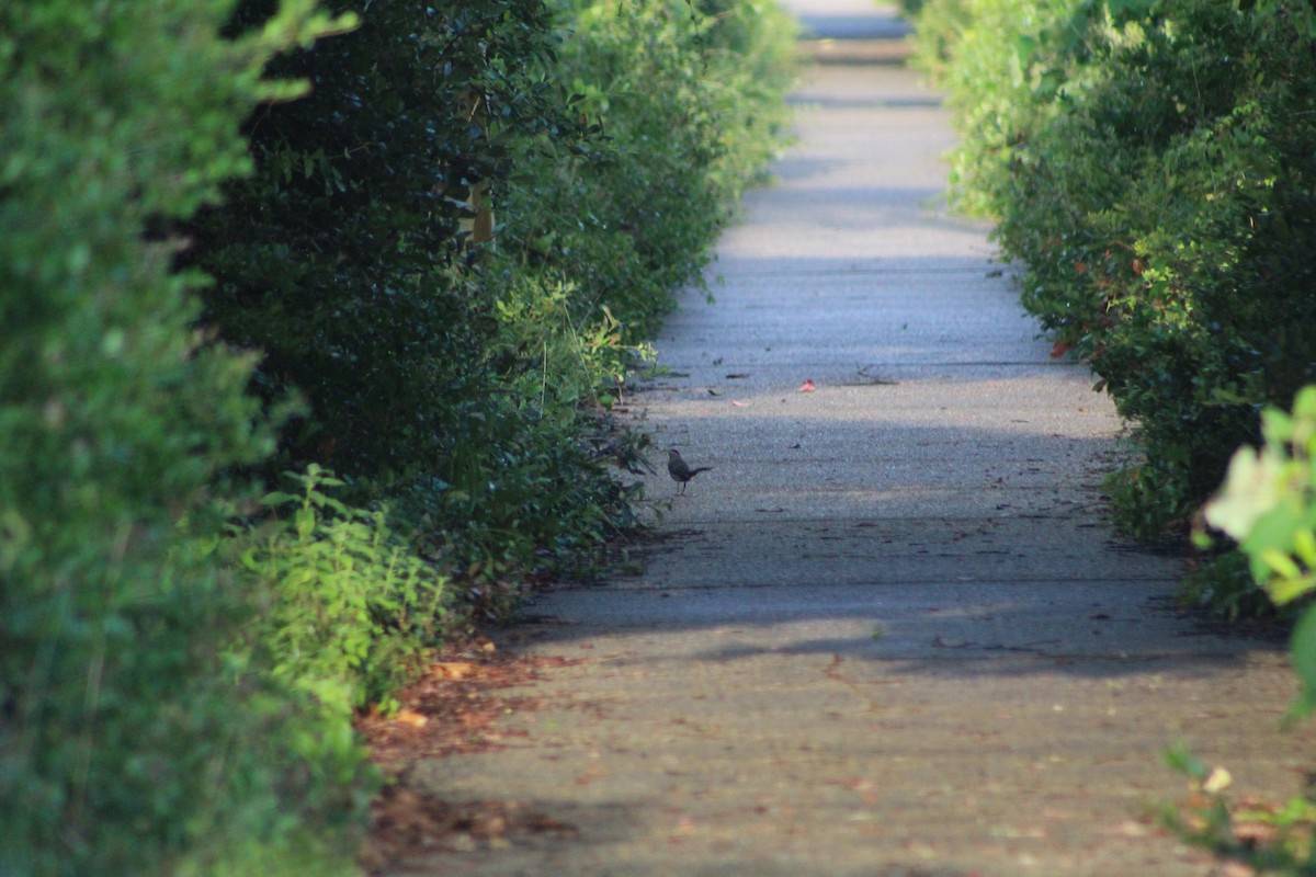 Gray Catbird - ML168025631