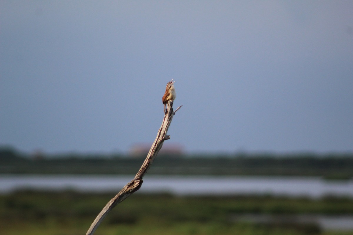 Carolina Wren - ML168025711