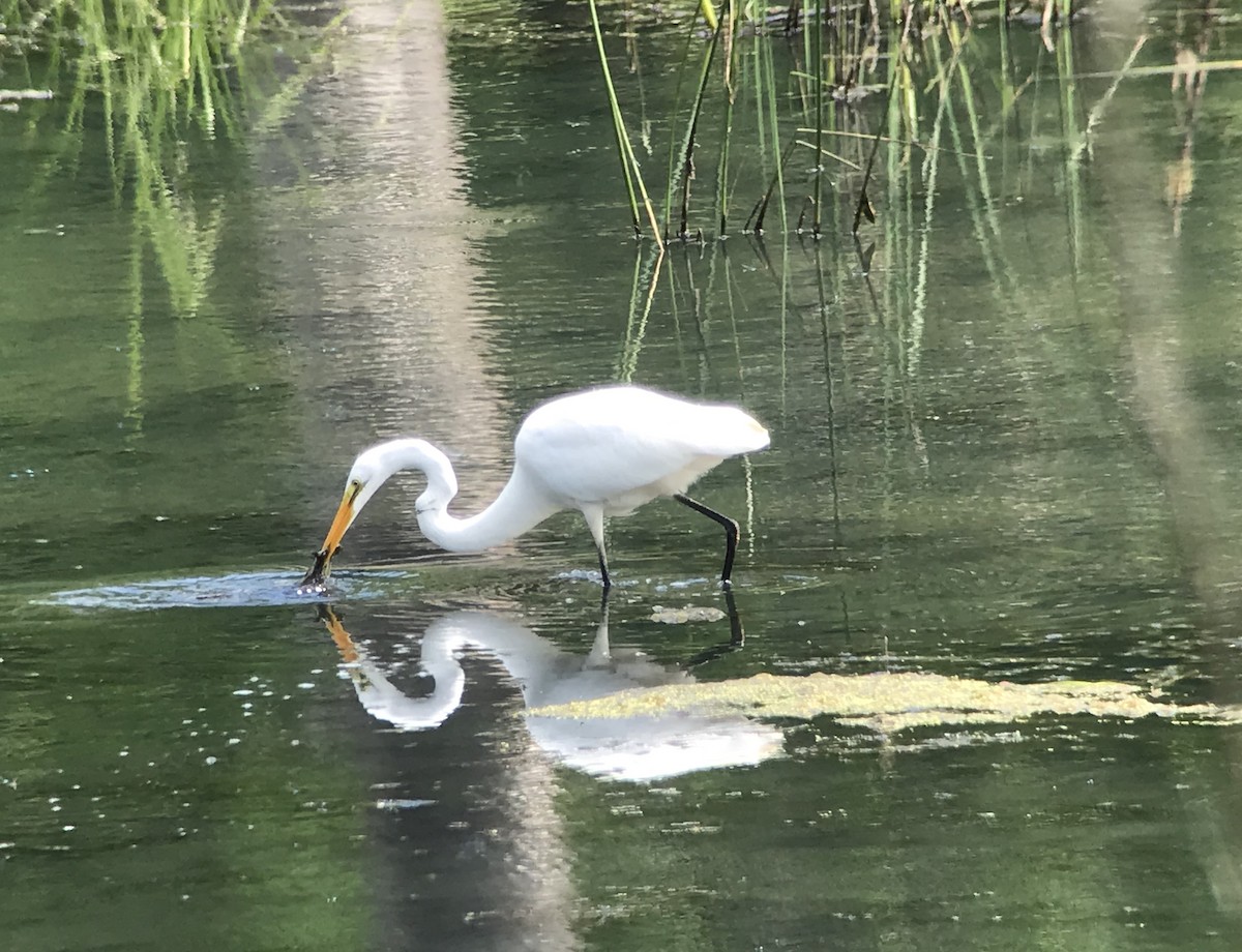 Great Egret - ML168026081