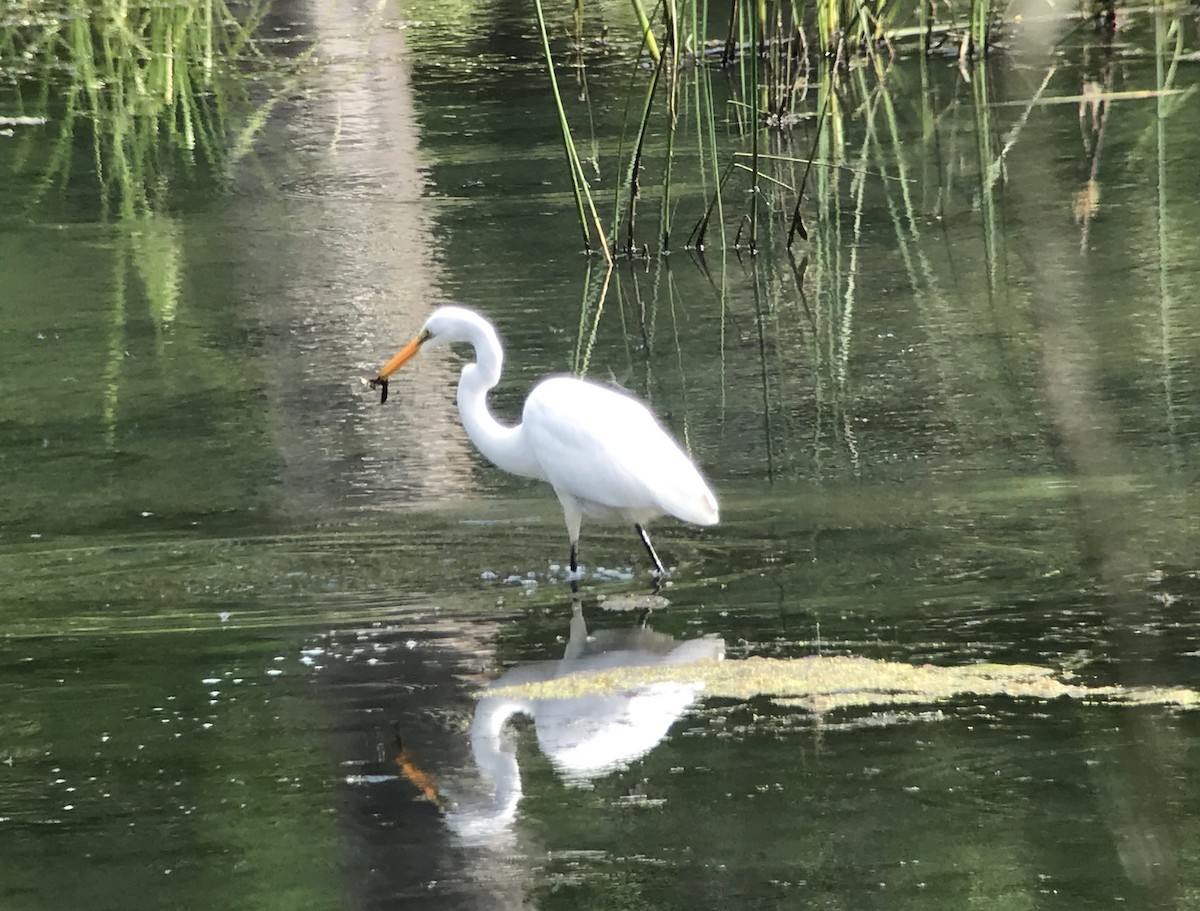 Great Egret - ML168026091