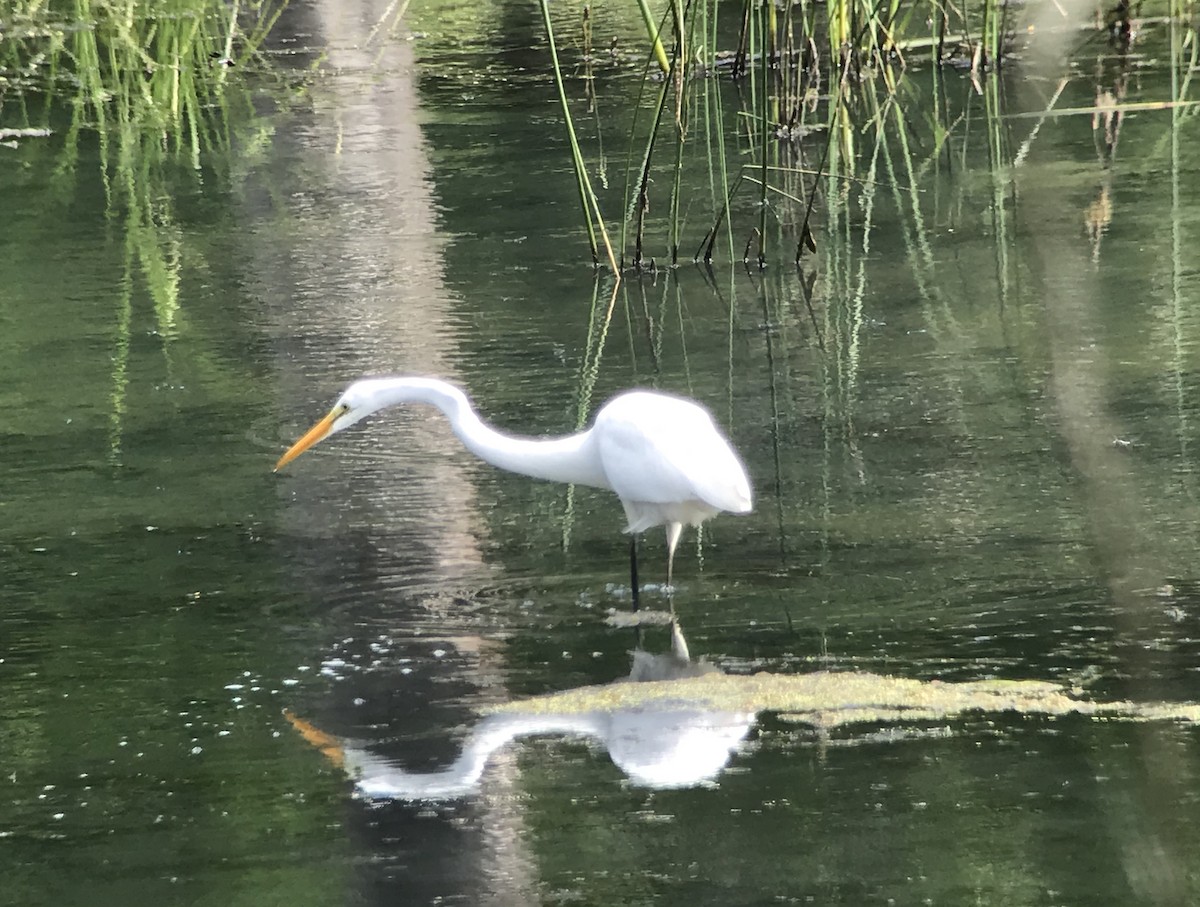 Great Egret - J Gary Kohlenberg