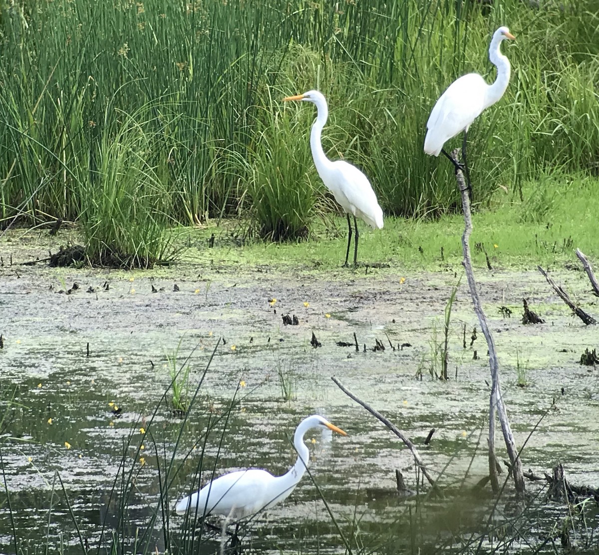 Great Egret - ML168026111