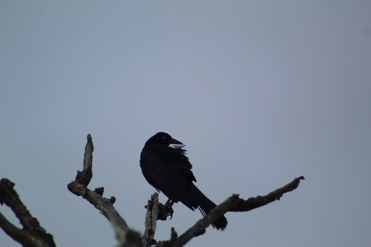 Fish Crow - ML168026291