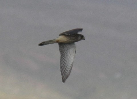 Eurasian Kestrel - ML168028241