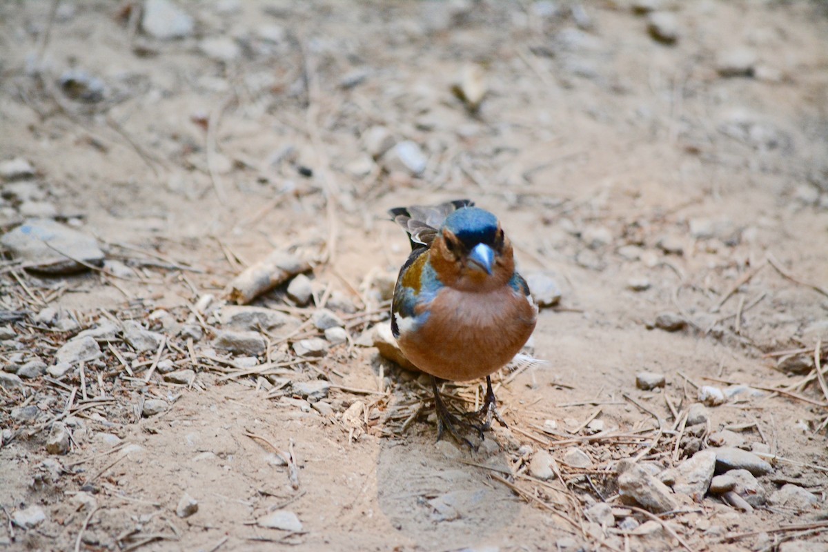 Common Chaffinch - ML168029041