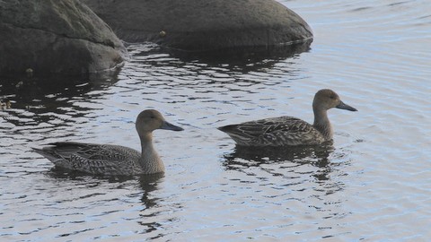 Northern Pintail - ML168029101