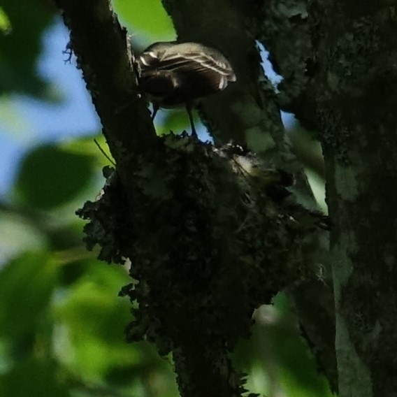 Eastern Wood-Pewee - ML168029741