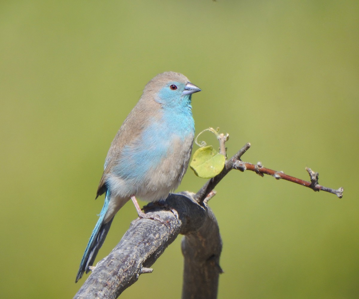 Southern Cordonbleu - Kalin Ocaña