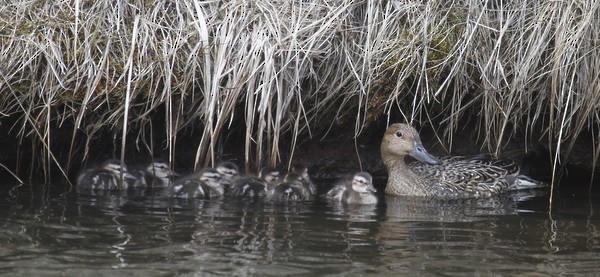 Northern Pintail - ML168031811